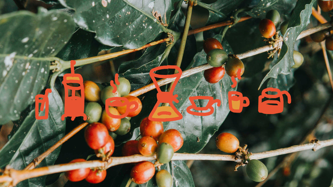 Image of a coffee plant with coffee brewers and mugs drawn on top.
