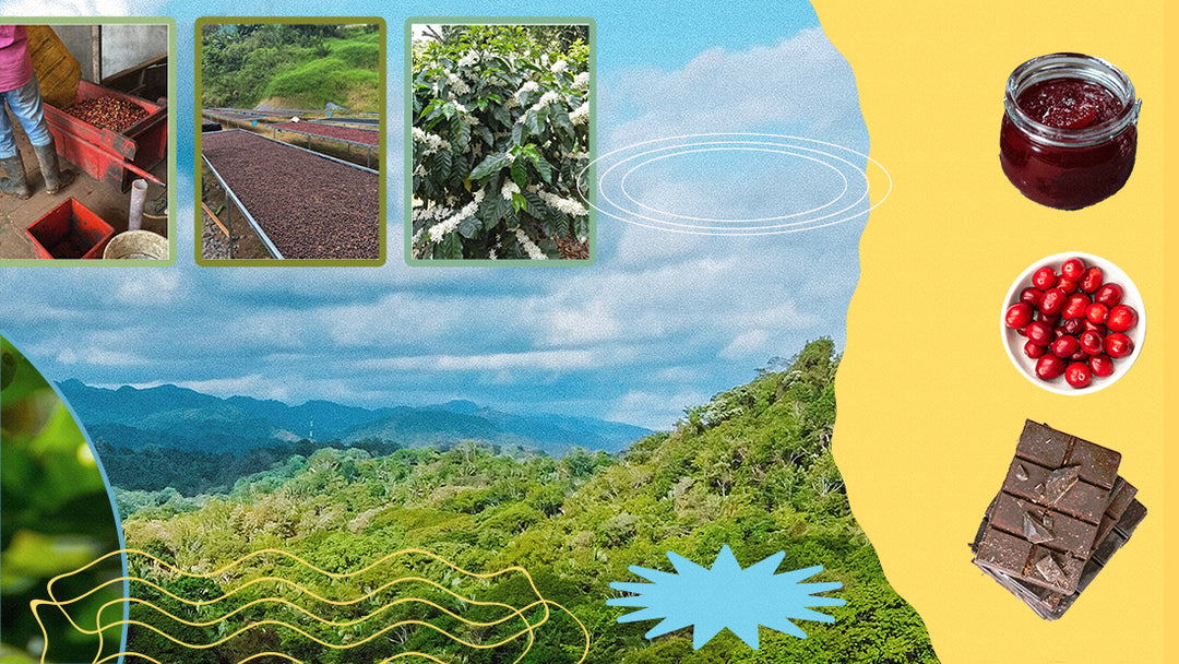 Costa Rica Cañuela - Café De Altura