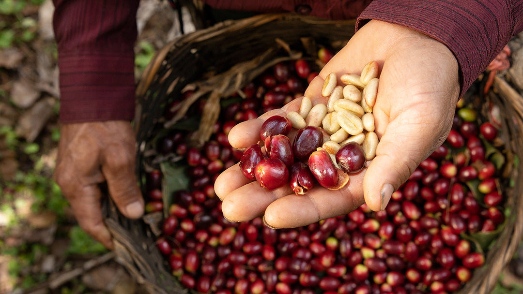 Honduras Santa Elena Gloria Ventura – Macerated Honey