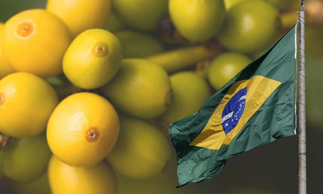 Yellow Bourbon coffee from Brazil