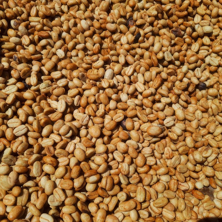 Roaster's Choice Coffee Subscription